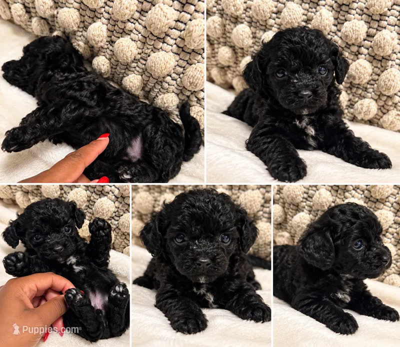 Chanel  – Poodle - Toy  puppy for sale in Daytona Beach, FL