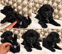 Chanel , a female Poodle - Toy  for sale in Daytona Beach, FL – 1 of 4