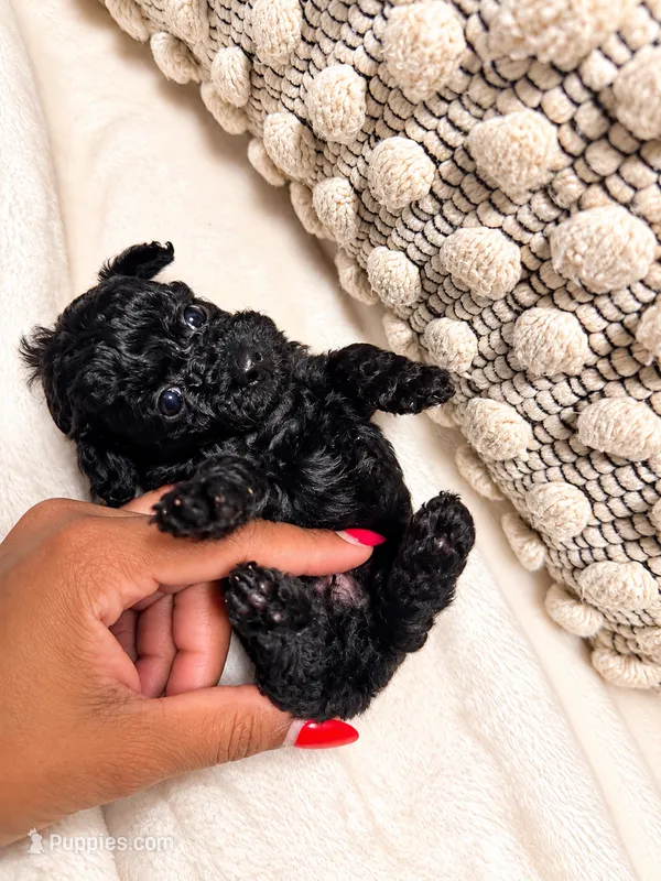 Coco – Poodle - Toy  puppy for sale in Daytona Beach, FL
