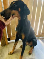 Coco, a female Doberman Pinscher for sale in Daytona Beach, FL – 6 of 9