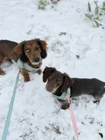 Olive, a female Miniature Dachshund for sale in Fordland, MO – 5 of 5