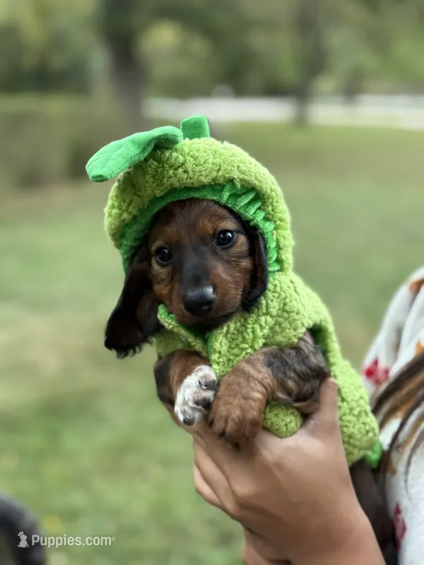 Truffle – Miniature Dachshund puppy for sale in Fordland, MO