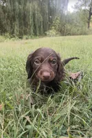 Olive, a female Miniature Dachshund for sale in Fordland, MO – 4 of 5