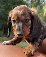 Truffle, a female Miniature Dachshund for sale in Fordland, MO – 2 of 4