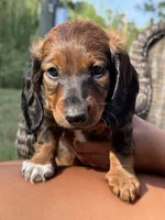 Truffle, a female Miniature Dachshund for sale in Fordland, MO – 1 of 4