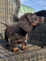 Olive, a female Miniature Dachshund for sale in Fordland, MO – 2 of 5