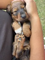Truffle, a female Miniature Dachshund for sale in Fordland, MO – 3 of 4