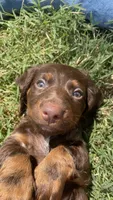 Olive, a female Miniature Dachshund for sale in Fordland, MO – 3 of 5