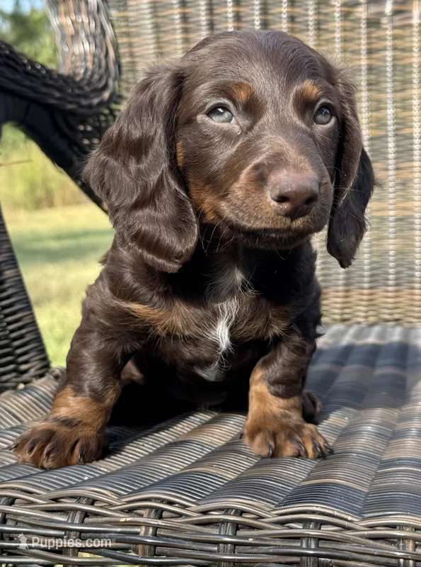 Olive – Miniature Dachshund puppy for sale in Fordland, MO