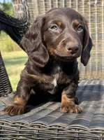 Olive, a female Miniature Dachshund for sale in Fordland, MO – 1 of 5