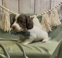 Longhair chocolate and tan piebald male, a male Miniature Dachshund for sale in Water Valley, MS – 2 of 3