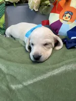 Shorthair cream male, a male Miniature Dachshund for sale in Water Valley, MS – 5 of 6