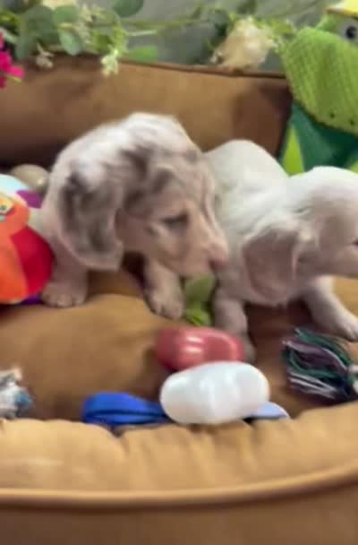 Chocolate and cream dapple , a male Miniature Dachshund for sale in Water Valley, MS – 6 of 8