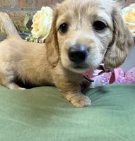 Longhair red female, a female Miniature Dachshund for sale in Water Valley, MS – 2 of 5