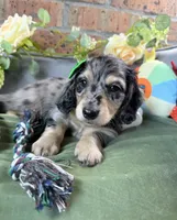 Black and cream dapple male , a male Miniature Dachshund for sale in Water Valley, MS – 3 of 7
