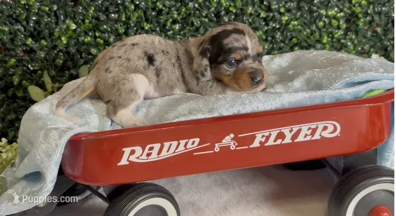 Shorthair black and tan dapple piebald  – Miniature Dachshund puppy for sale in Water Valley, MS