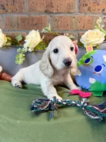 Longhair cream dapple female , a female Miniature Dachshund for sale in Water Valley, MS – 3 of 4