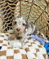 Longhair blue and cream dapple , a male Miniature Dachshund for sale in Water Valley, MS – 4 of 6