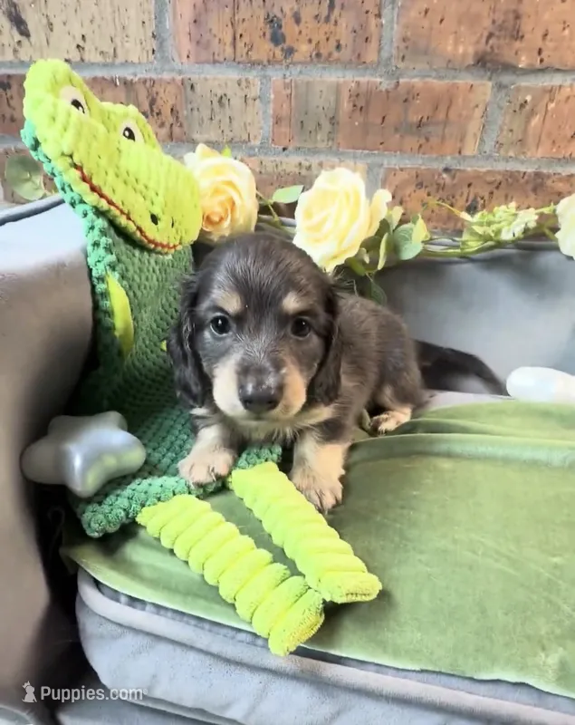 Blue and cream male – Miniature Dachshund puppy for sale in Loganville, GA