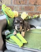 Blue and cream male, a male Miniature Dachshund for sale in Water Valley, MS – 1 of 6