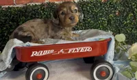 Longhair Red dapple male, a male Miniature Dachshund for sale in Water Valley, MS – 4 of 8