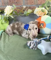 Chocolate and cream dapple , a male Miniature Dachshund for sale in Water Valley, MS – 4 of 8