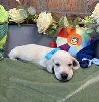 Shorthair cream male, a male Miniature Dachshund for sale in Water Valley, MS – 3 of 6