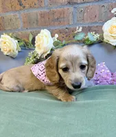 Longhair red female, a female Miniature Dachshund for sale in Water Valley, MS – 4 of 5
