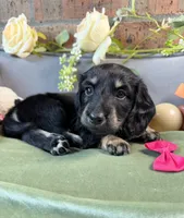 Longhair Black and cream female, a female Miniature Dachshund for sale in Water Valley, MS – 3 of 6