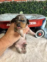 Shorthair black and tan dapple piebald , a male Miniature Dachshund for sale in Water Valley, MS – 4 of 5