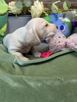 Shorthair cream female , a female Miniature Dachshund for sale in Water Valley, MS – 5 of 5