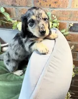 Black and cream dapple male , a male Miniature Dachshund for sale in Water Valley, MS – 2 of 7