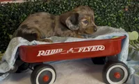 Longhair Red dapple male, a male Miniature Dachshund for sale in Water Valley, MS – 6 of 8