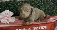 Longhair isabella and tan female, a female Miniature Dachshund for sale in Water Valley, MS – 2 of 6