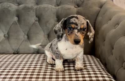 Shorthair black and tan dapple piebald , a male Miniature Dachshund for sale in Water Valley, MS – 7 of 7