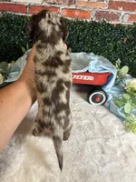 Chocolate and tan dapple male, a male Miniature Dachshund for sale in Water Valley, MS – 4 of 4