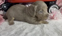 Longhair isabella and tan female, a female Miniature Dachshund for sale in Water Valley, MS – 4 of 6