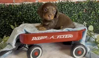 Longhair chocolate and tan male, a male Miniature Dachshund for sale in Water Valley, MS – 4 of 7