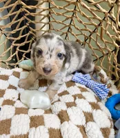 Longhair blue and cream dapple , a male Miniature Dachshund for sale in Water Valley, MS – 2 of 6
