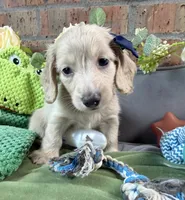 Longhair cream male, a male Miniature Dachshund for sale in Water Valley, MS – 3 of 4