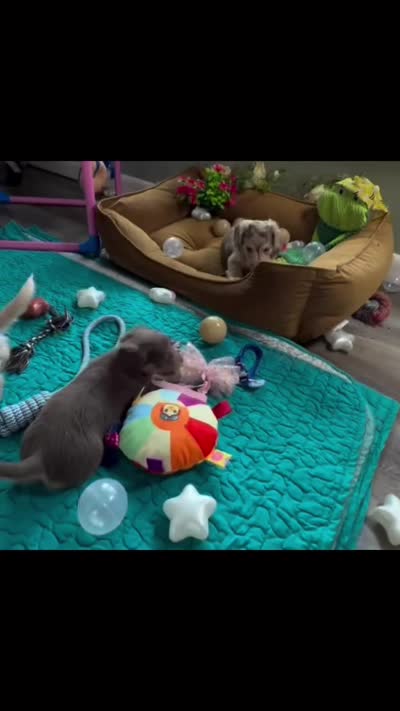 Chocolate and cream dapple , a male Miniature Dachshund for sale in Water Valley, MS – 8 of 8