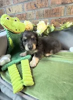 Blue and cream male, a male Miniature Dachshund for sale in Water Valley, MS – 3 of 6