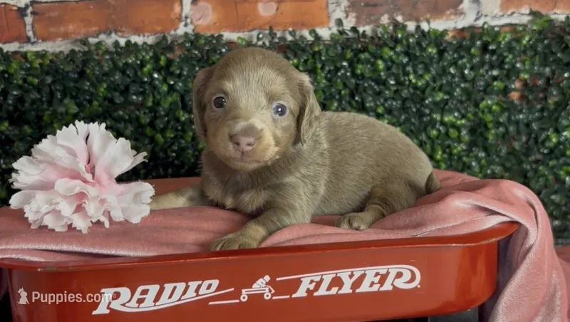 Longhair isabella and tan female – Miniature Dachshund puppy for sale in Water Valley, MS