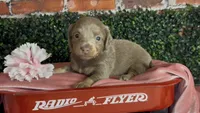Longhair isabella and tan female, a female Miniature Dachshund for sale in Water Valley, MS – 1 of 6