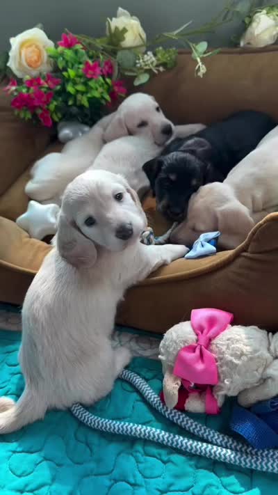 Longhair cream female , a female Miniature Dachshund for sale in Water Valley, MS – 6 of 6