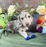 Chocolate and cream dapple , a male Miniature Dachshund for sale in Water Valley, MS – 7 of 8