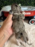 Shorthair black and tan dapple piebald , a male Miniature Dachshund for sale in Water Valley, MS – 5 of 5