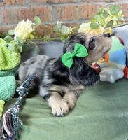 Black and cream dapple male , a male Miniature Dachshund for sale in Water Valley, MS – 4 of 7