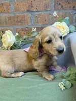 Longhair red female, a female Miniature Dachshund for sale in Water Valley, MS – 3 of 5