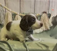 Longhair chocolate and tan piebald male, a male Miniature Dachshund for sale in Water Valley, MS – 3 of 3